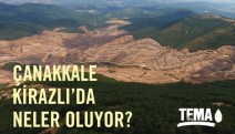 "Kirazlı’da uydulara göre; söylenenin 4 katı (195.000*) ağaç kesildi. İşletme durdurulsun!"