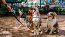 Tahran’da sokakta köpek gezdirmek yasaklandı